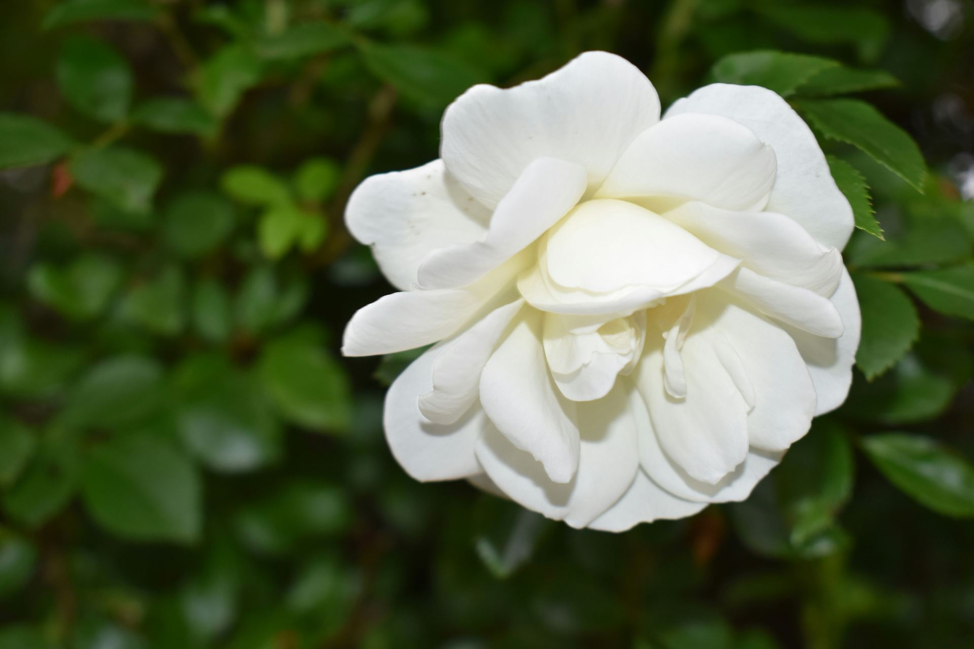 white flower